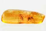 Two Fossil Fungus Gnats (Mycetophilidae) in Baltic Amber #372610-1